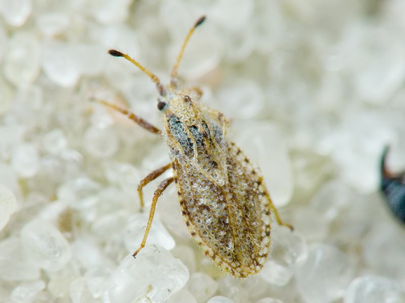 Lasiacantha capucina (Germar, 1837)